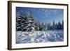 Winter Landscape with Spruce Woodland and Snow-null-Framed Photographic Print