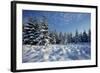 Winter Landscape with Spruce Woodland and Snow-null-Framed Photographic Print