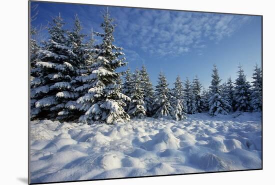 Winter Landscape with Spruce Woodland and Snow-null-Mounted Photographic Print