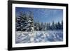 Winter Landscape with Spruce Woodland and Snow-null-Framed Photographic Print