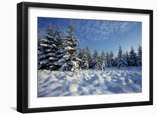 Winter Landscape with Spruce Woodland and Snow-null-Framed Photographic Print