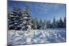 Winter Landscape with Spruce Woodland and Snow-null-Mounted Photographic Print