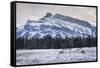 Winter landscape with wild elk in the Banff National Park, UNESCO World Heritage Site, Alberta, Can-JIA HE-Framed Stretched Canvas