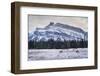 Winter landscape with wild elk in the Banff National Park, UNESCO World Heritage Site, Alberta, Can-JIA HE-Framed Photographic Print