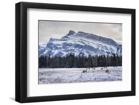 Winter landscape with wild elk in the Banff National Park, UNESCO World Heritage Site, Alberta, Can-JIA HE-Framed Photographic Print