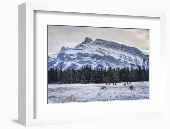 Winter landscape with wild elk in the Banff National Park, UNESCO World Heritage Site, Alberta, Can-JIA HE-Framed Photographic Print
