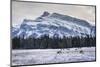 Winter landscape with wild elk in the Banff National Park, UNESCO World Heritage Site, Alberta, Can-JIA HE-Mounted Photographic Print