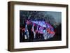 Winter Lantern Festival, Floral Passage, 2018-Anthony Butera-Framed Photographic Print