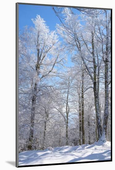 Winter Line-Philippe Sainte-Laudy-Mounted Photographic Print