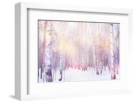 Winter Magic Birch Grove-Ataly-Framed Photographic Print