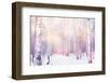 Winter Magic Birch Grove-Ataly-Framed Photographic Print