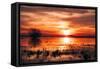 Winter Marsh Sunset, Central Valley, California-null-Framed Stretched Canvas