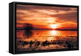 Winter Marsh Sunset, Central Valley, California-null-Framed Stretched Canvas