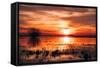 Winter Marsh Sunset, Central Valley, California-null-Framed Stretched Canvas