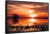 Winter Marsh Sunset, Central Valley, California-null-Framed Stretched Canvas