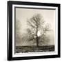 Winter Mist-Michael Kahn-Framed Giclee Print