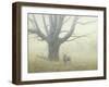 Winter Mist-Michael Budden-Framed Giclee Print