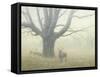 Winter Mist-Michael Budden-Framed Stretched Canvas