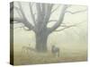 Winter Mist-Michael Budden-Stretched Canvas