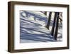 Winter Mood in the Wood-Armin Mathis-Framed Photographic Print