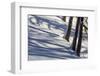 Winter Mood in the Wood-Armin Mathis-Framed Photographic Print