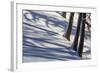 Winter Mood in the Wood-Armin Mathis-Framed Photographic Print