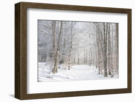 Winter Mood-Philippe Sainte-Laudy-Framed Photographic Print