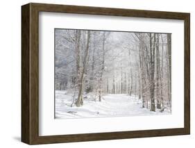 Winter Mood-Philippe Sainte-Laudy-Framed Photographic Print