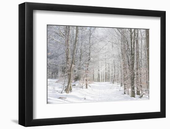 Winter Mood-Philippe Sainte-Laudy-Framed Photographic Print