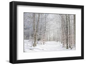 Winter Mood-Philippe Sainte-Laudy-Framed Photographic Print