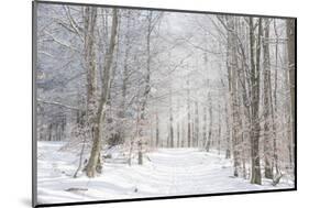 Winter Mood-Philippe Sainte-Laudy-Mounted Photographic Print