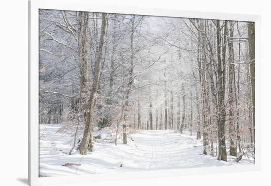 Winter Mood-Philippe Sainte-Laudy-Framed Photographic Print