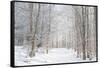 Winter Mood-Philippe Sainte-Laudy-Framed Stretched Canvas