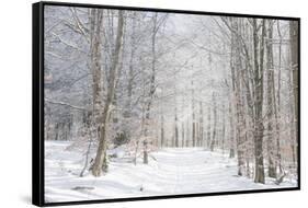 Winter Mood-Philippe Sainte-Laudy-Framed Stretched Canvas