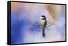 Winter Morning Chickadee-Jai Johnson-Framed Stretched Canvas