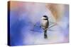 Winter Morning Chickadee-Jai Johnson-Stretched Canvas