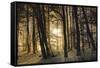 winter morning-Norbert Maier-Framed Stretched Canvas