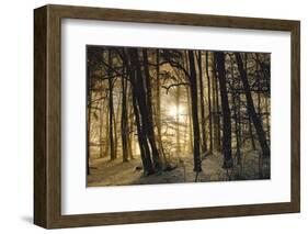 winter morning-Norbert Maier-Framed Photographic Print