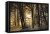 winter morning-Norbert Maier-Framed Stretched Canvas