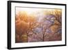 Winter Oaks, Sacramento California-Vincent James-Framed Photographic Print