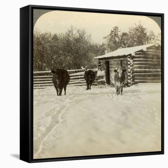 Winter on a Ranch, Montana, Usa-Underwood & Underwood-Framed Stretched Canvas