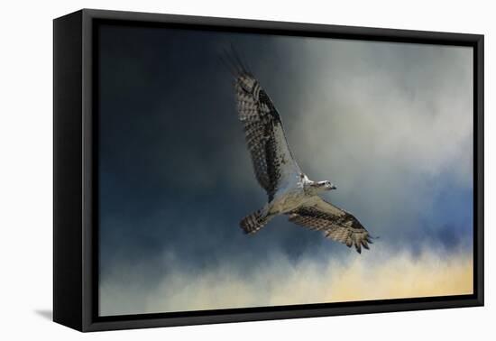 Winter Osprey-Jai Johnson-Framed Stretched Canvas