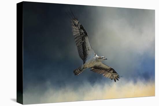 Winter Osprey-Jai Johnson-Stretched Canvas