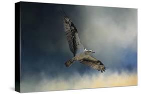 Winter Osprey-Jai Johnson-Stretched Canvas