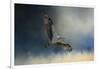 Winter Osprey-Jai Johnson-Framed Giclee Print