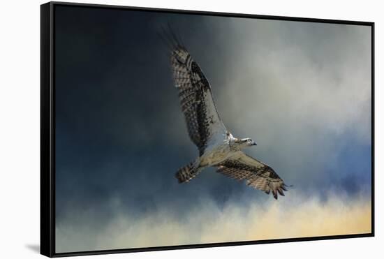 Winter Osprey-Jai Johnson-Framed Stretched Canvas