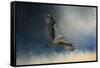 Winter Osprey-Jai Johnson-Framed Stretched Canvas