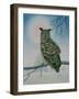 Winter-Owl-Ditz-Framed Giclee Print