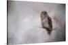 Winter Owl-Jai Johnson-Stretched Canvas