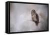 Winter Owl-Jai Johnson-Framed Stretched Canvas